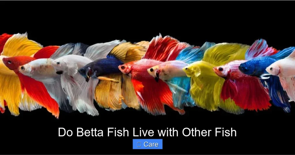 Do Betta Fish Live with Other Fish