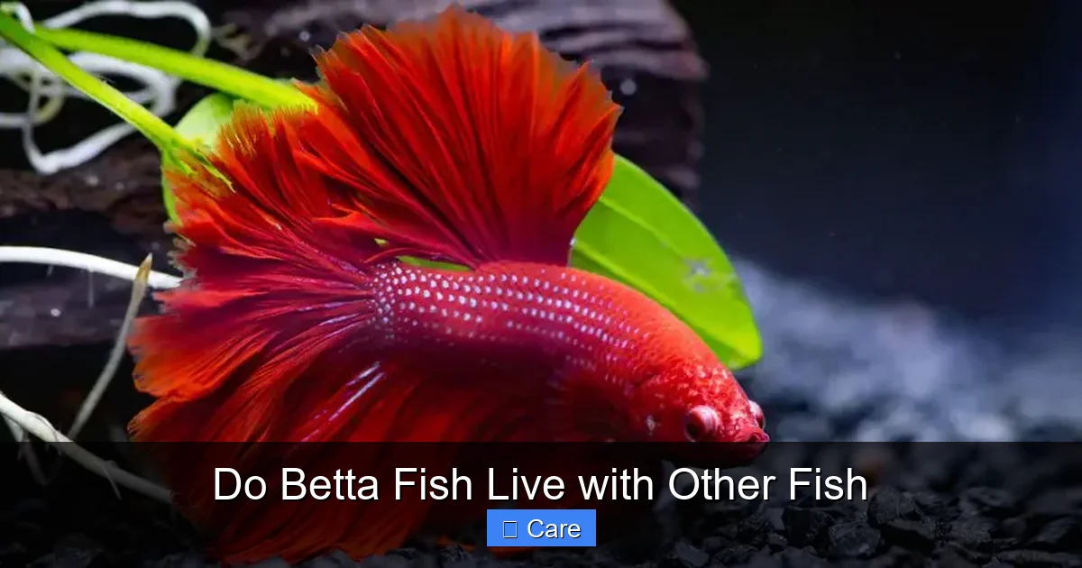 Do Betta Fish Live with Other Fish