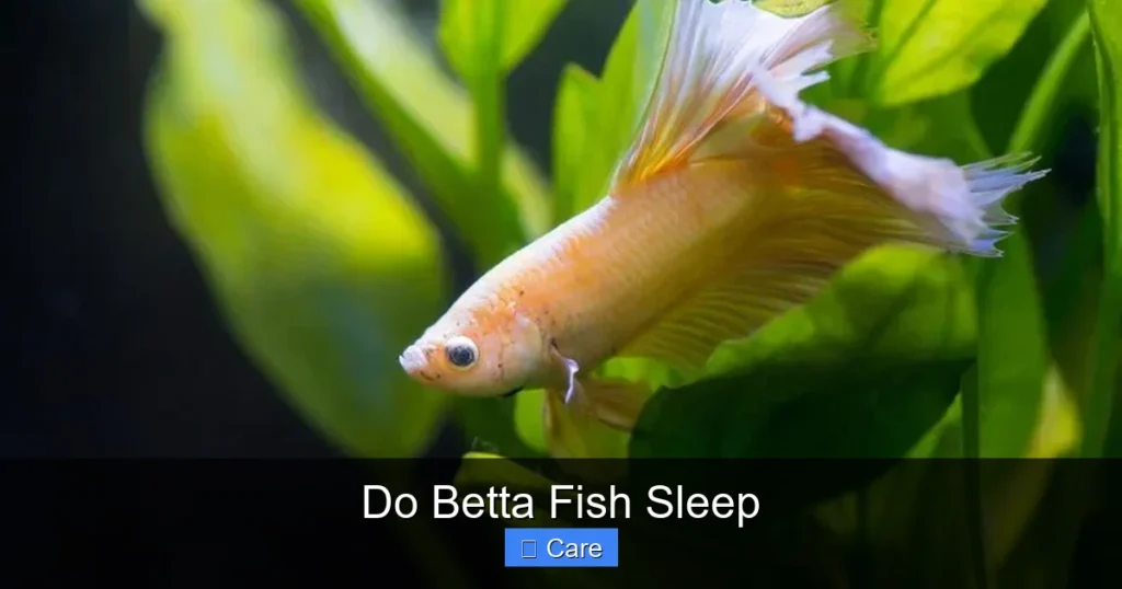 Do Betta Fish Sleep