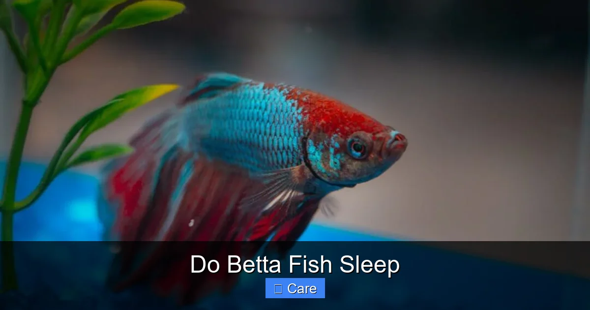 Do Betta Fish Sleep