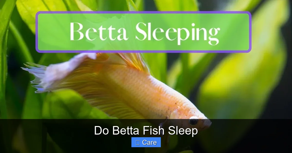 Do Betta Fish Sleep