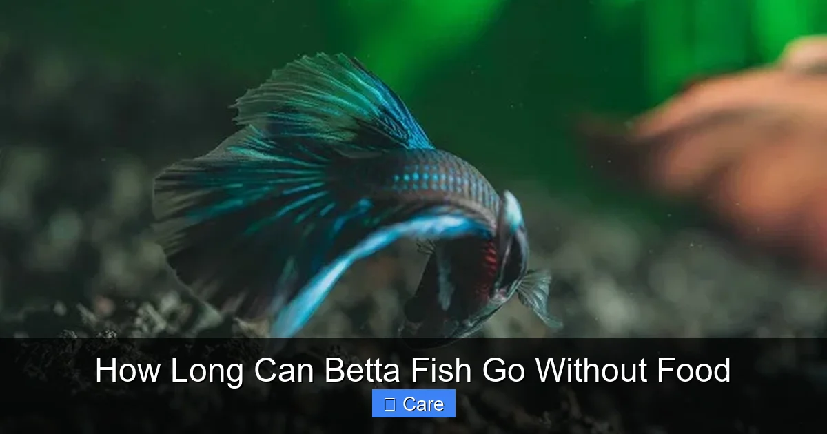 How Long Can Betta Fish Go Without Food