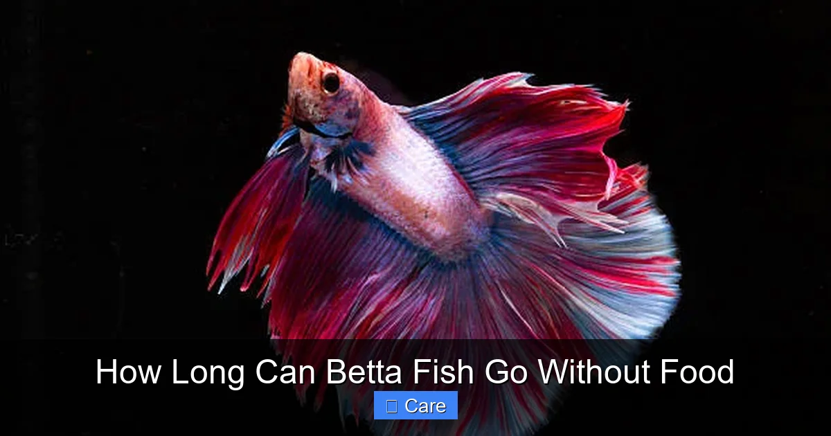 How Long Can Betta Fish Go Without Food