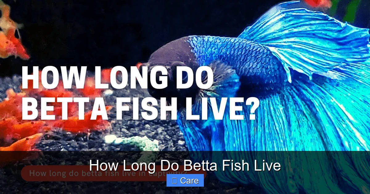 How Long Do Betta Fish Live