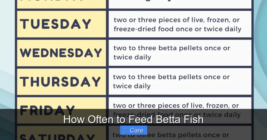 How Often to Feed Betta Fish