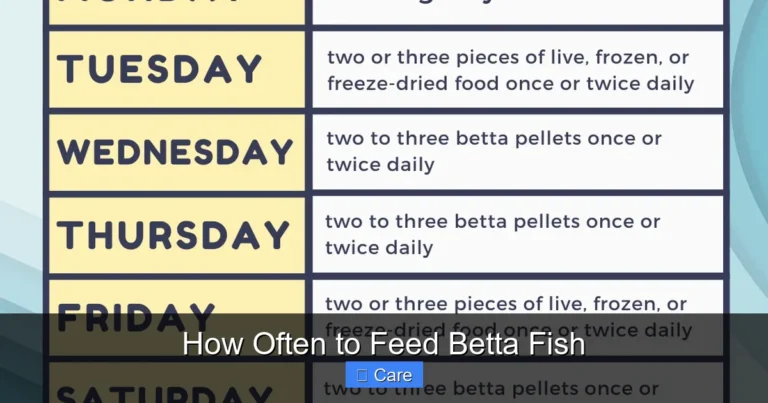 How Often to Feed Betta Fish