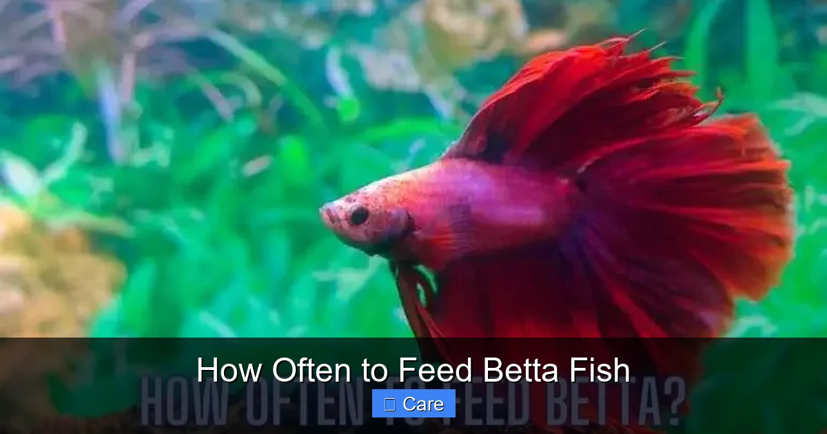 How Often to Feed Betta Fish