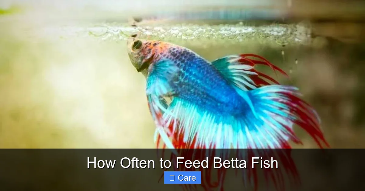 How Often to Feed Betta Fish