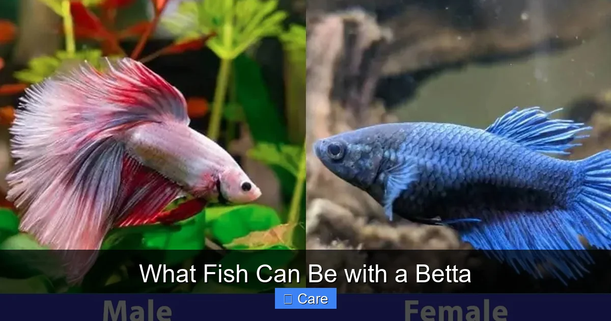 What Fish Can Be with a Betta
