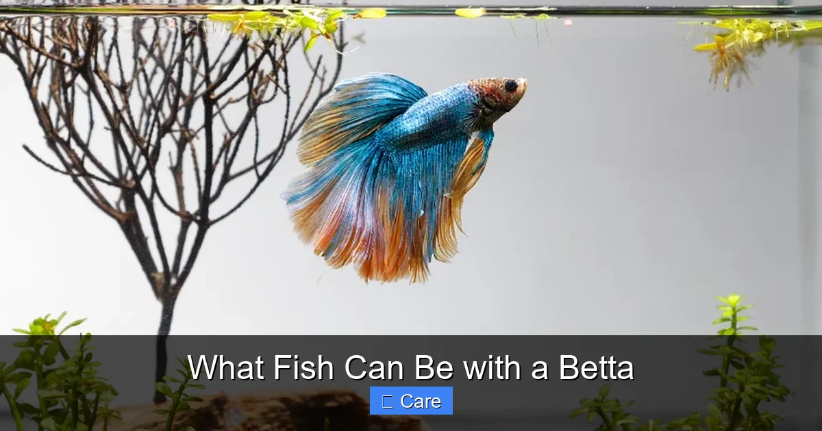 What Fish Can Be with a Betta