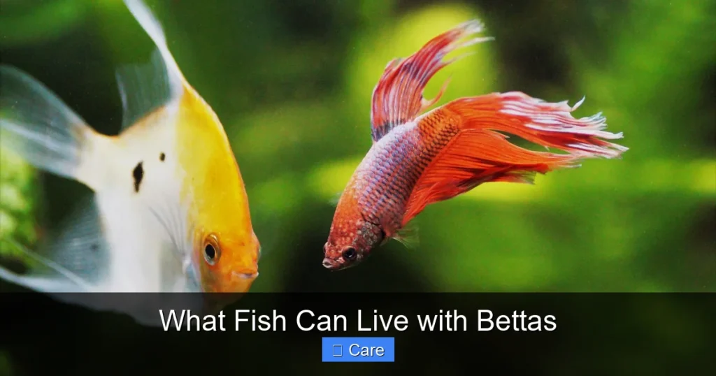 What Fish Can Live with Bettas