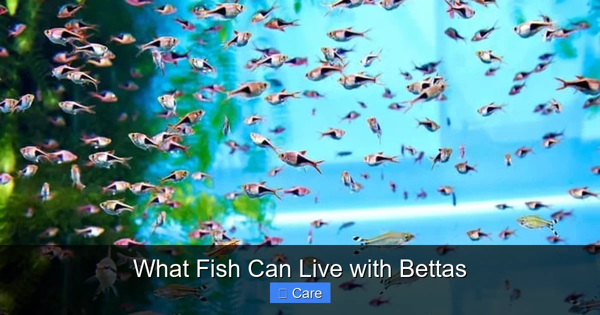 What Fish Can Live with Bettas