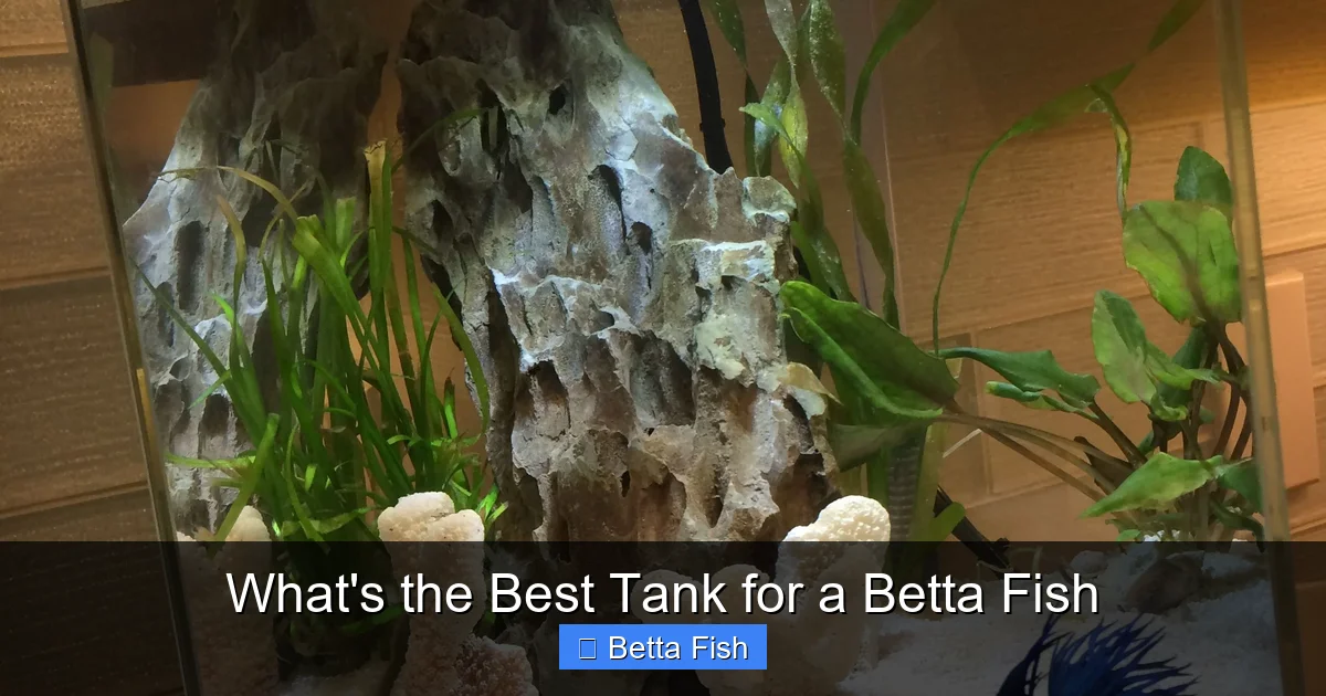 What's the Best Tank for a Betta Fish
