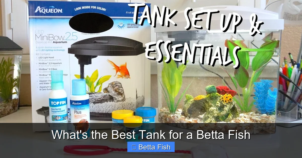 What's the Best Tank for a Betta Fish