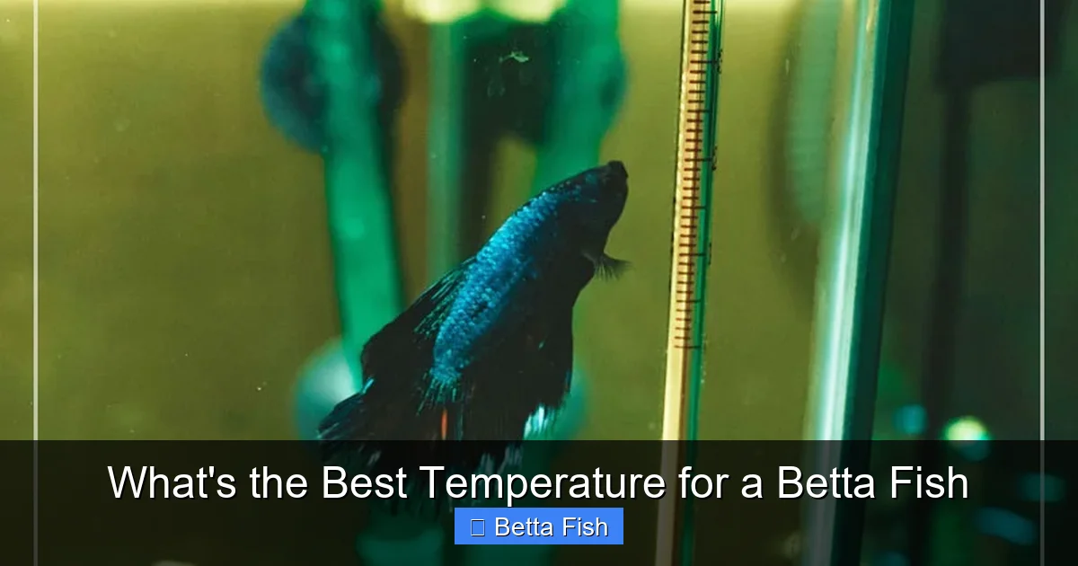 What's the Best Temperature for a Betta Fish