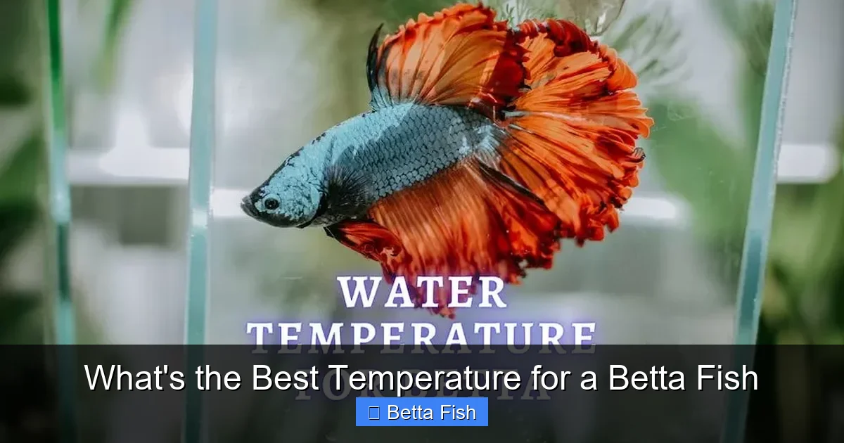 What's the Best Temperature for a Betta Fish