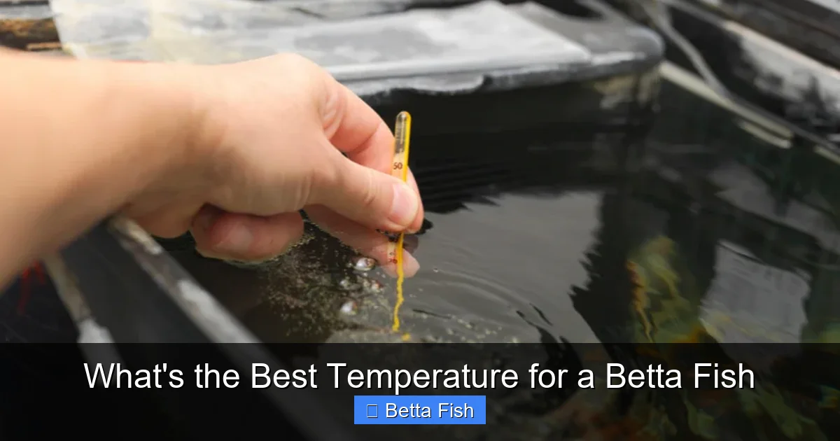 What's the Best Temperature for a Betta Fish