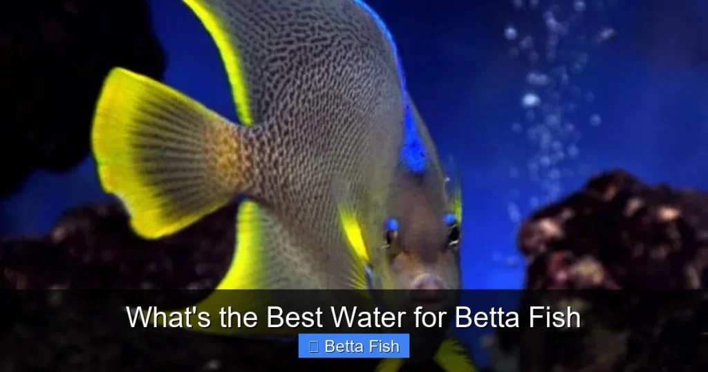What's the Best Water for Betta Fish