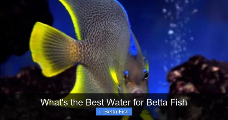 What's the Best Water for Betta Fish