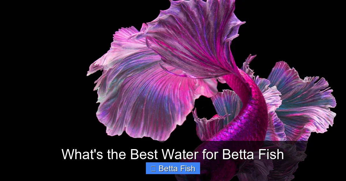 What's the Best Water for Betta Fish