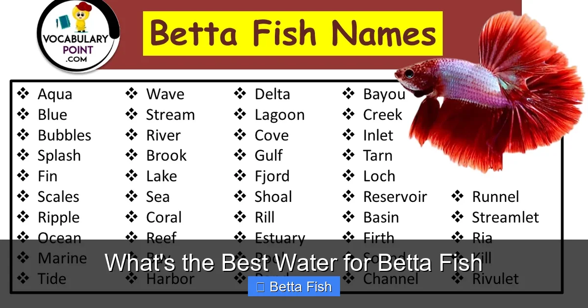 What's the Best Water for Betta Fish