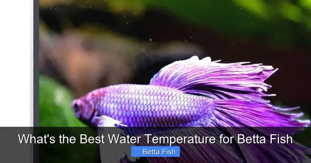 What's the Best Water Temperature for Betta Fish