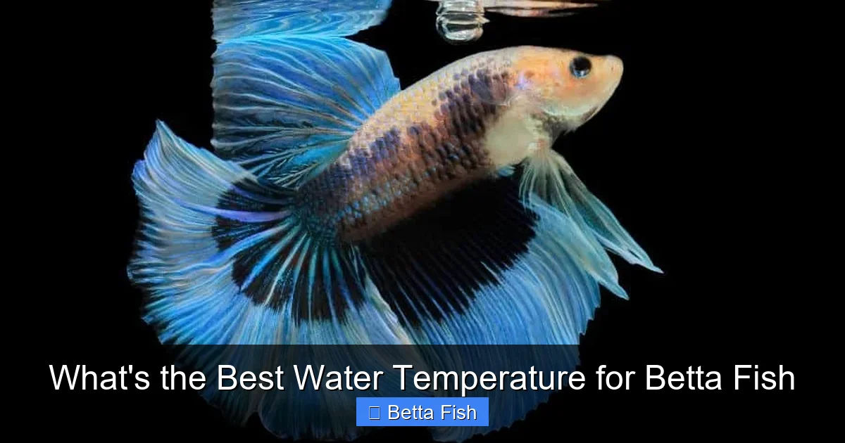 What's the Best Water Temperature for Betta Fish