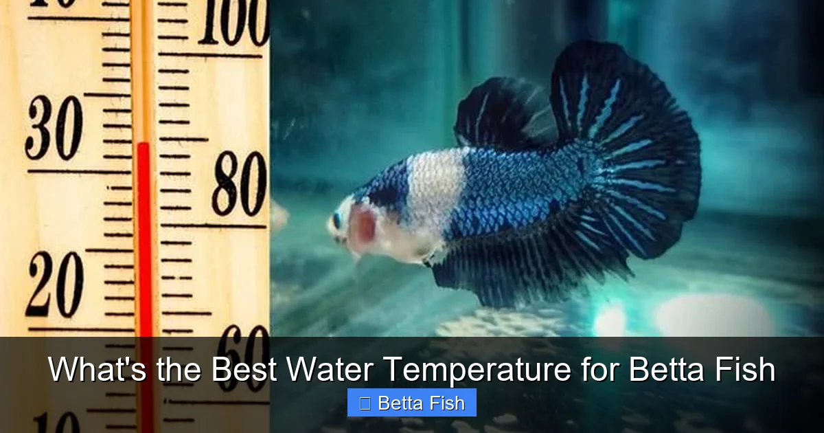 What's the Best Water Temperature for Betta Fish