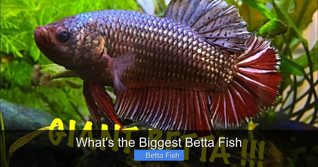 What's the Biggest Betta Fish