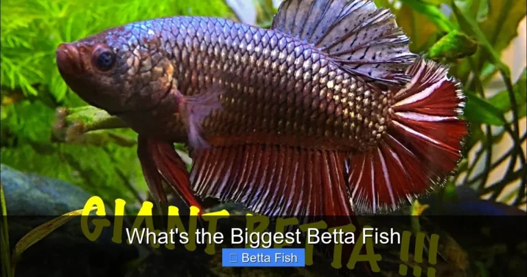 What's the Biggest Betta Fish