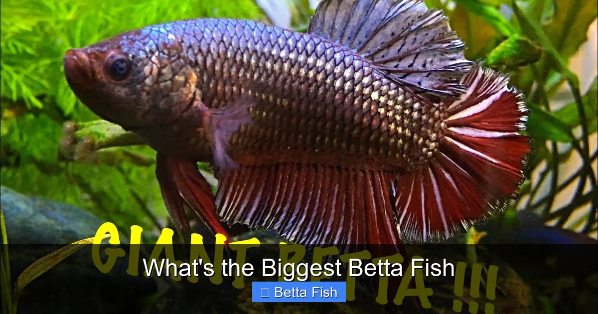 What's the Biggest Betta Fish