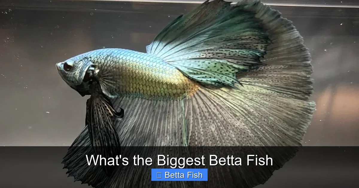 What's the Biggest Betta Fish