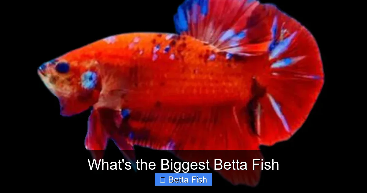 What's the Biggest Betta Fish