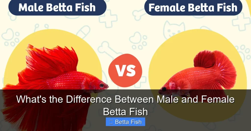 What's the Difference Between Male and Female Betta Fish