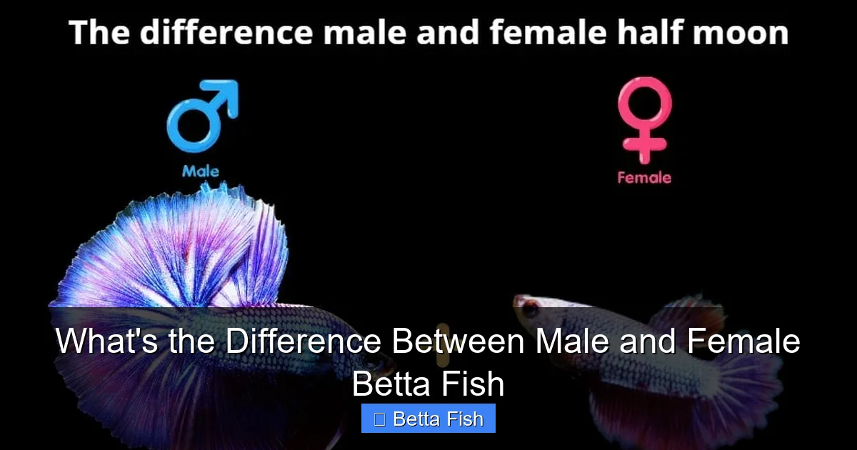 What's the Difference Between Male and Female Betta Fish