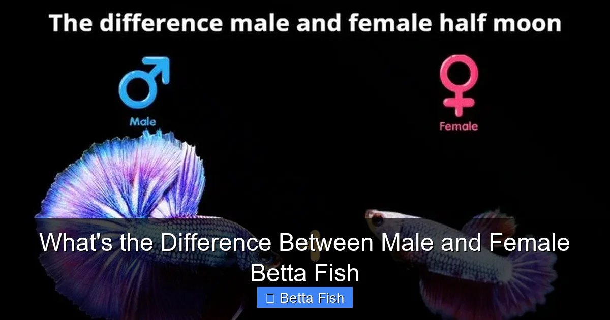 What's the Difference Between Male and Female Betta Fish