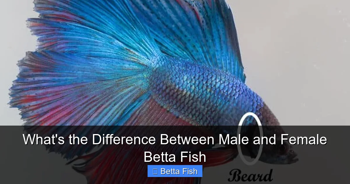 What's the Difference Between Male and Female Betta Fish