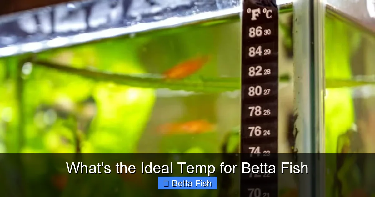 What's the Ideal Temp for Betta Fish
