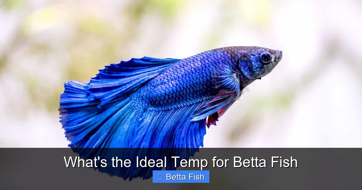 What's the Ideal Temp for Betta Fish