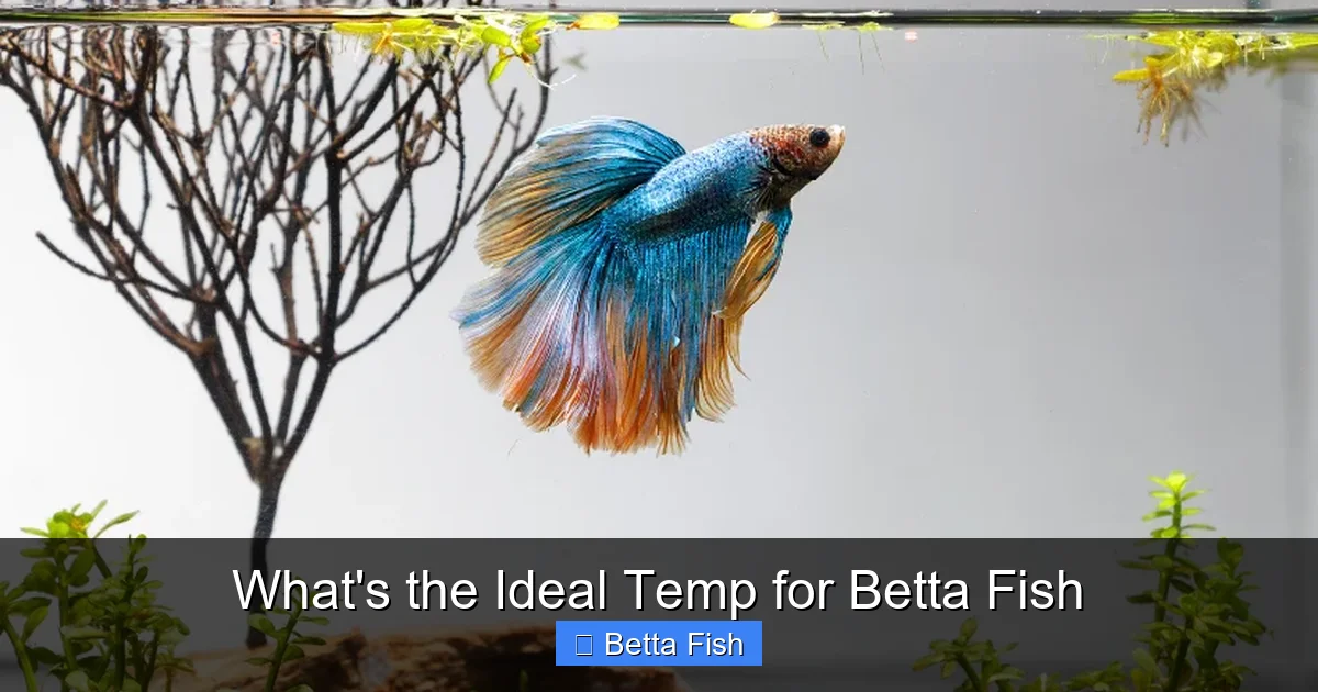 What's the Ideal Temp for Betta Fish