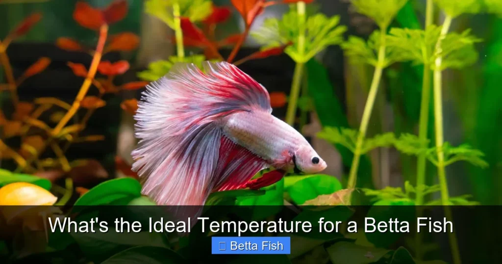 What's the Ideal Temperature for a Betta Fish