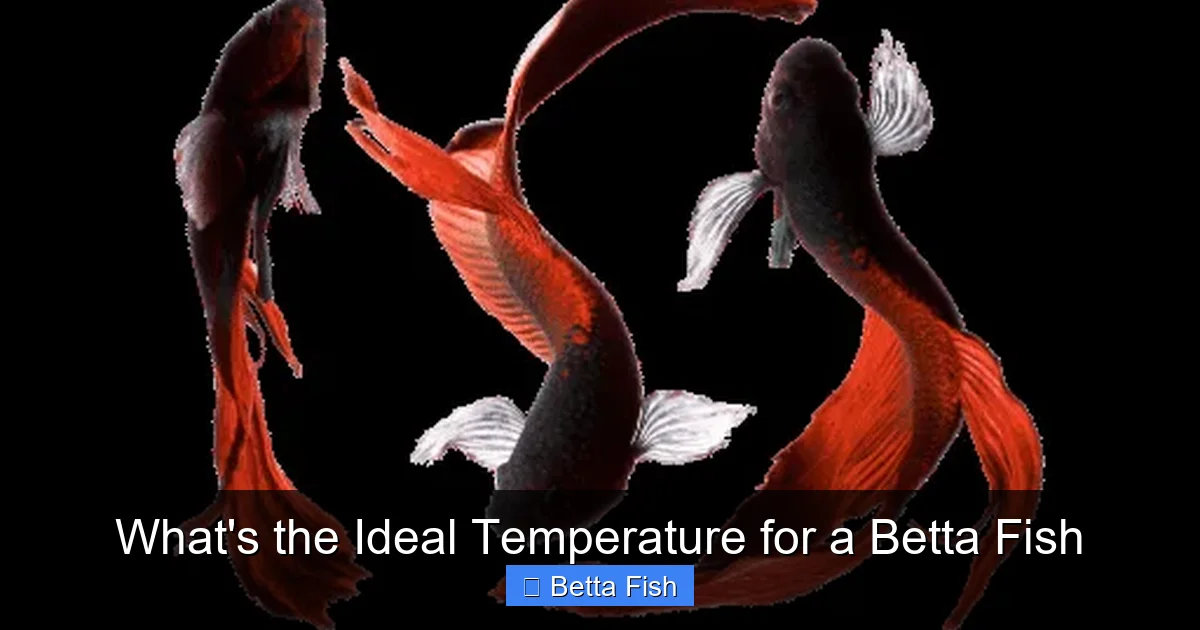 What's the Ideal Temperature for a Betta Fish