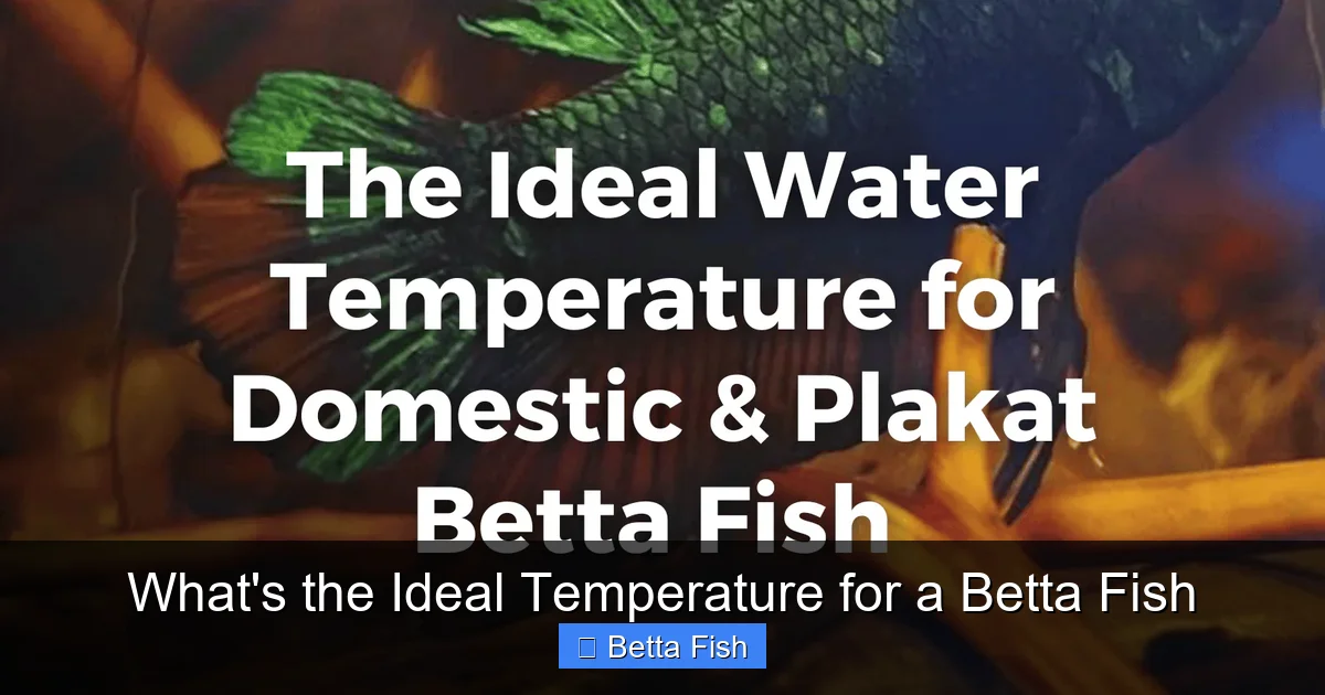 What's the Ideal Temperature for a Betta Fish