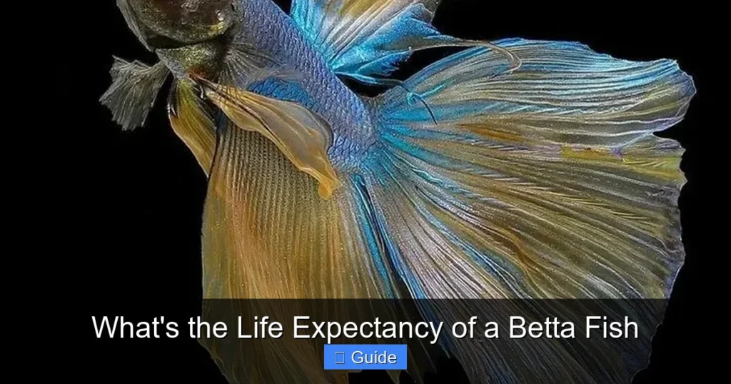 What's the Life Expectancy of a Betta Fish