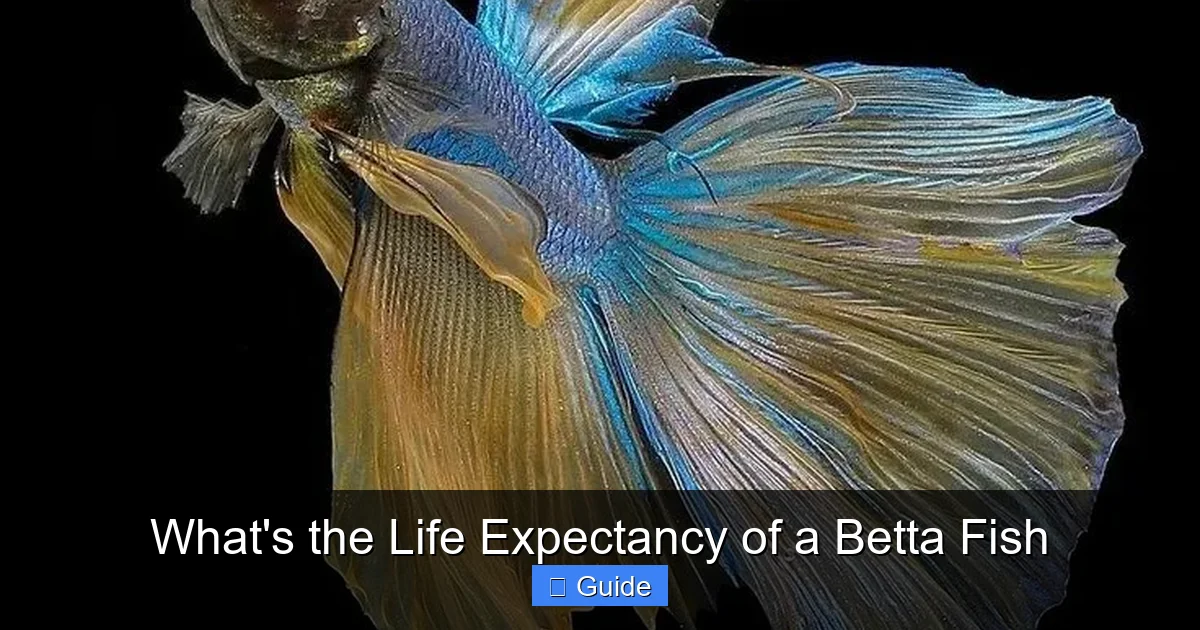 What's the Life Expectancy of a Betta Fish