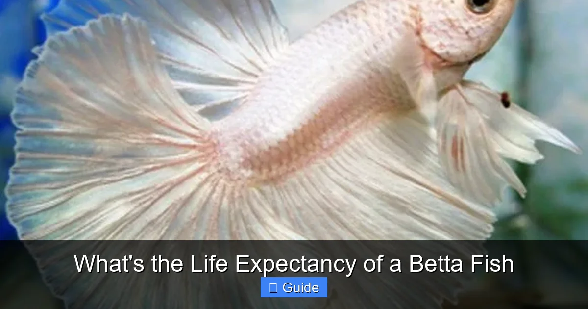 What's the Life Expectancy of a Betta Fish