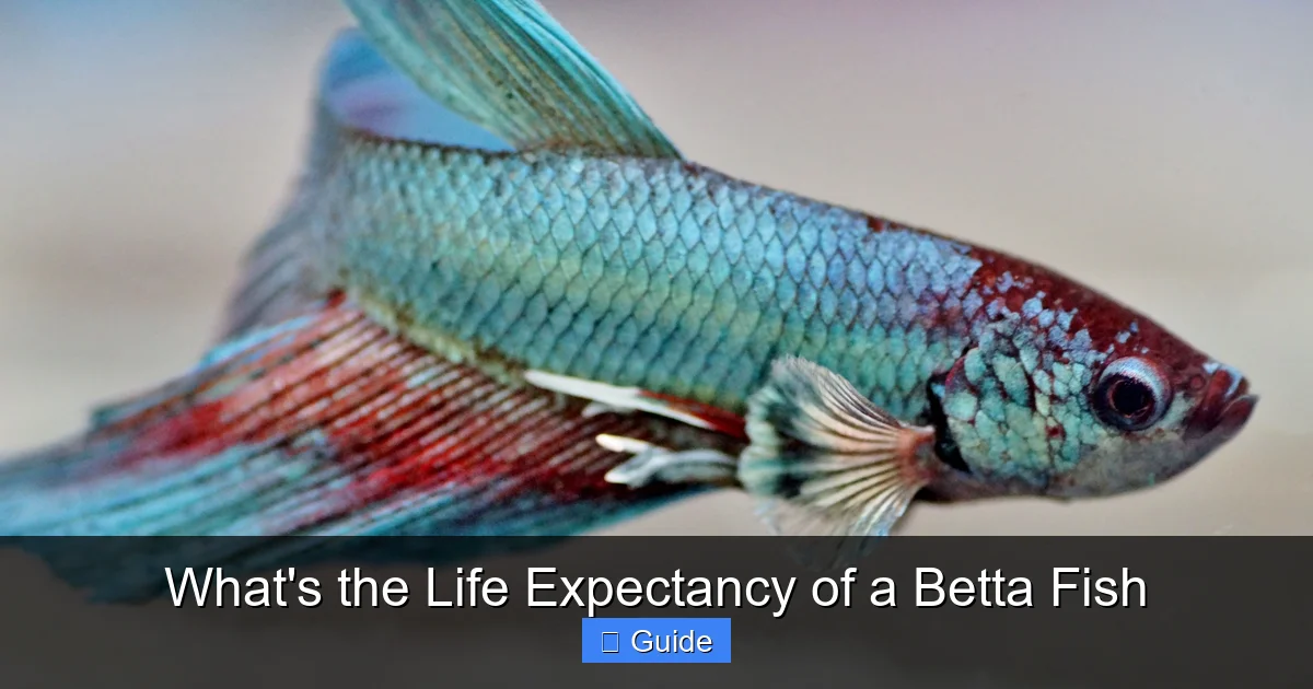 What's the Life Expectancy of a Betta Fish
