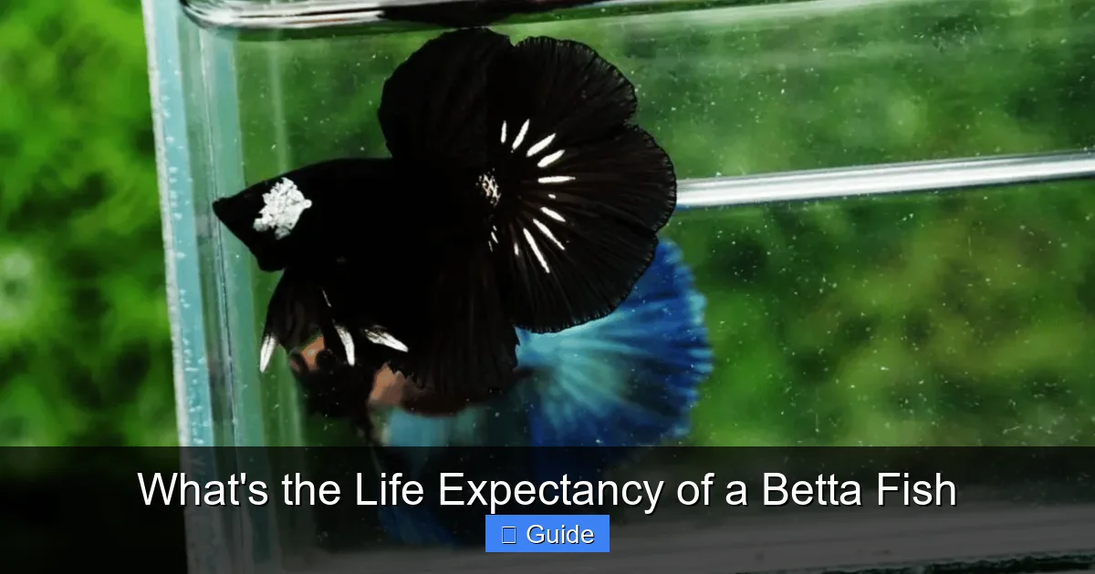 What's the Life Expectancy of a Betta Fish