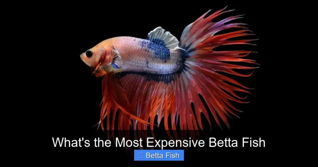 What's the Most Expensive Betta Fish