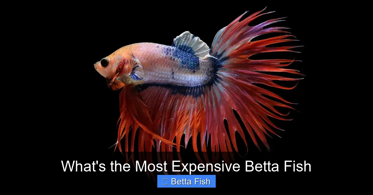 What's the Most Expensive Betta Fish